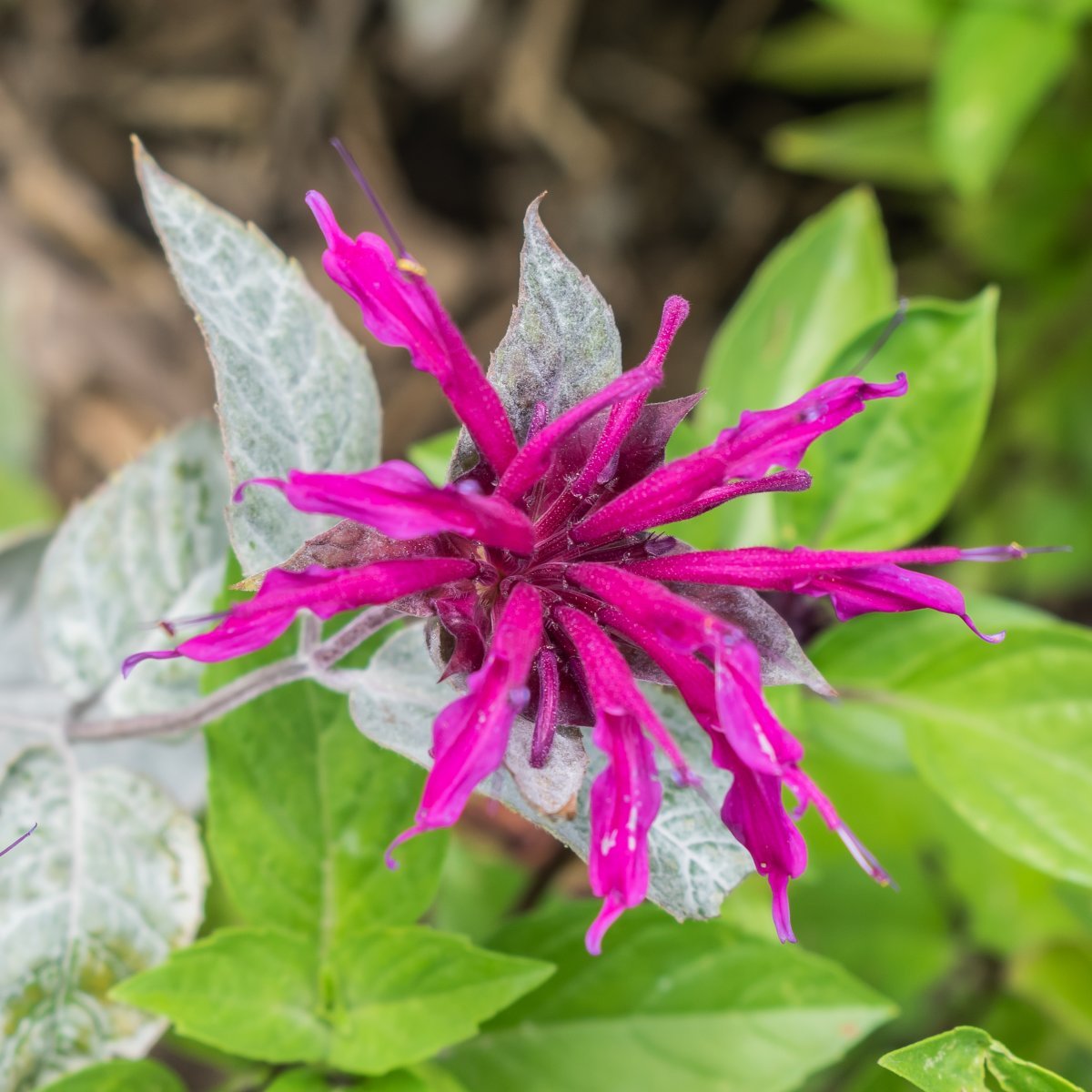 Монарда Кембридж Скарлет - фото 6