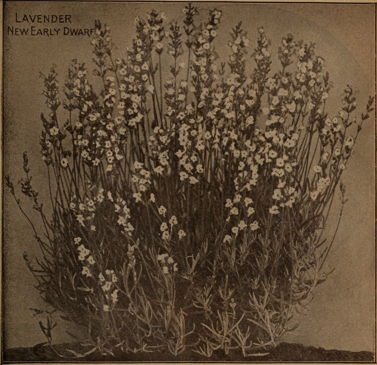 Монарда Кембридж Скарлет - фото 2