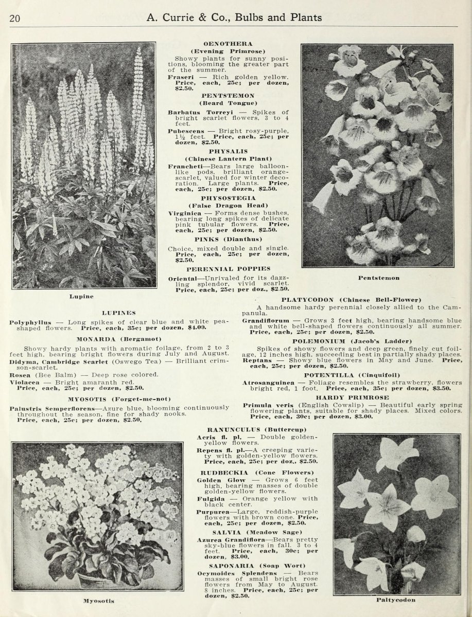 Монарда Кембридж Скарлет - фото 3