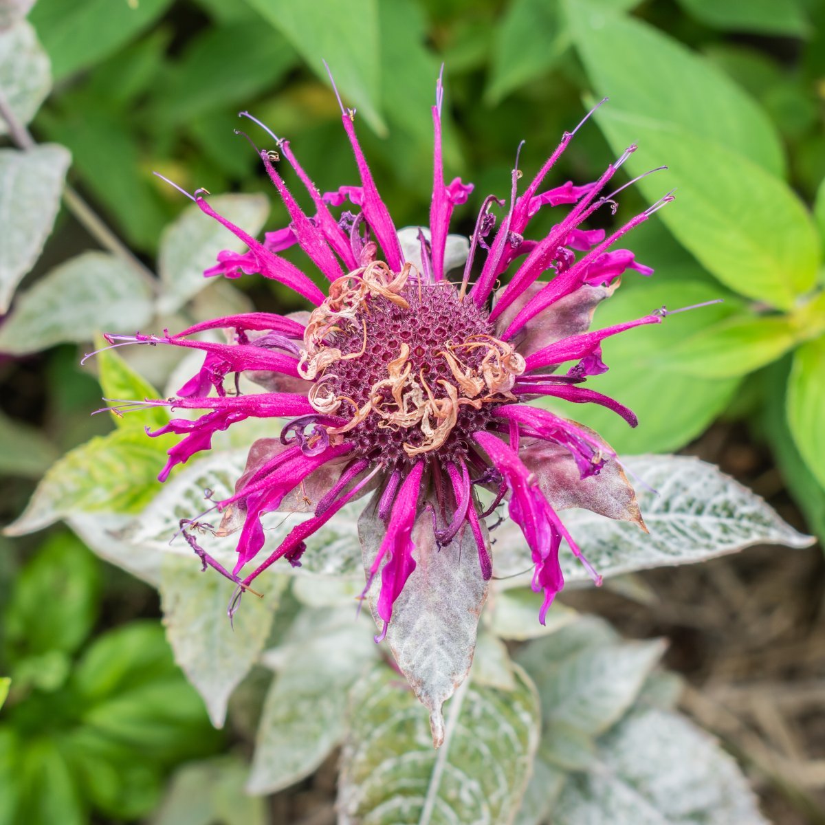 Монарда Кембридж Скарлет - фото 5