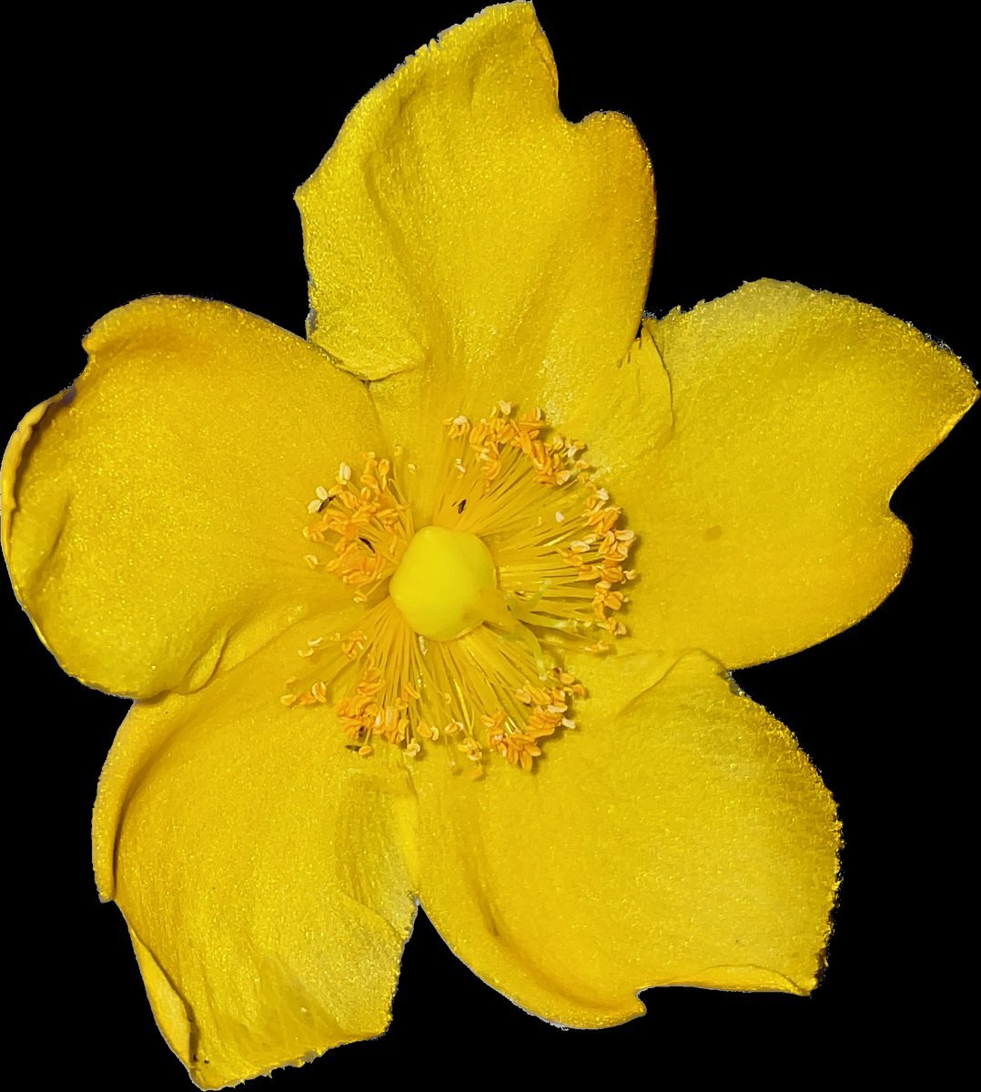 Зверобой Хидкот - фото 9