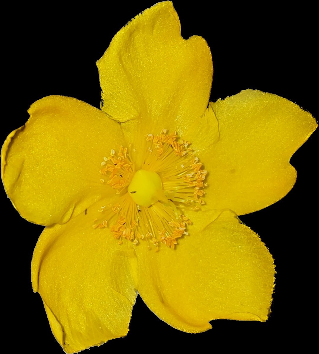 Зверобой Хидкот - фото 10