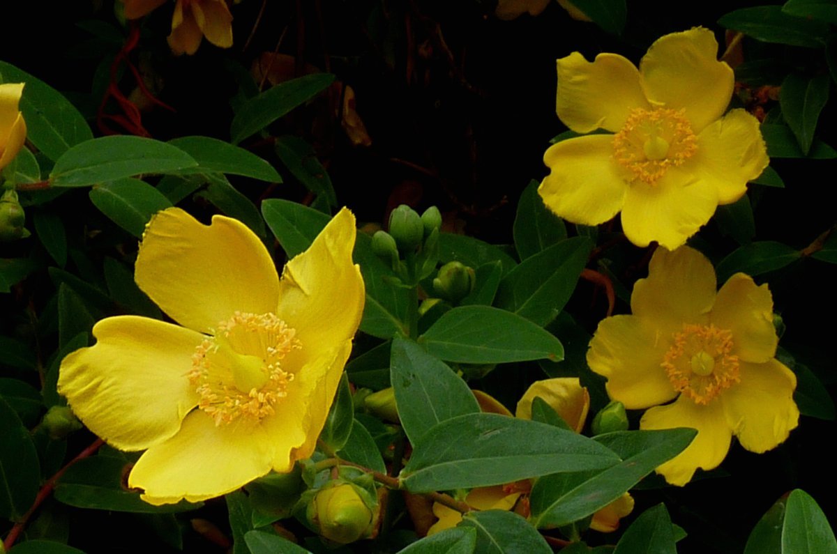 Зверобой Хидкот - фото 4