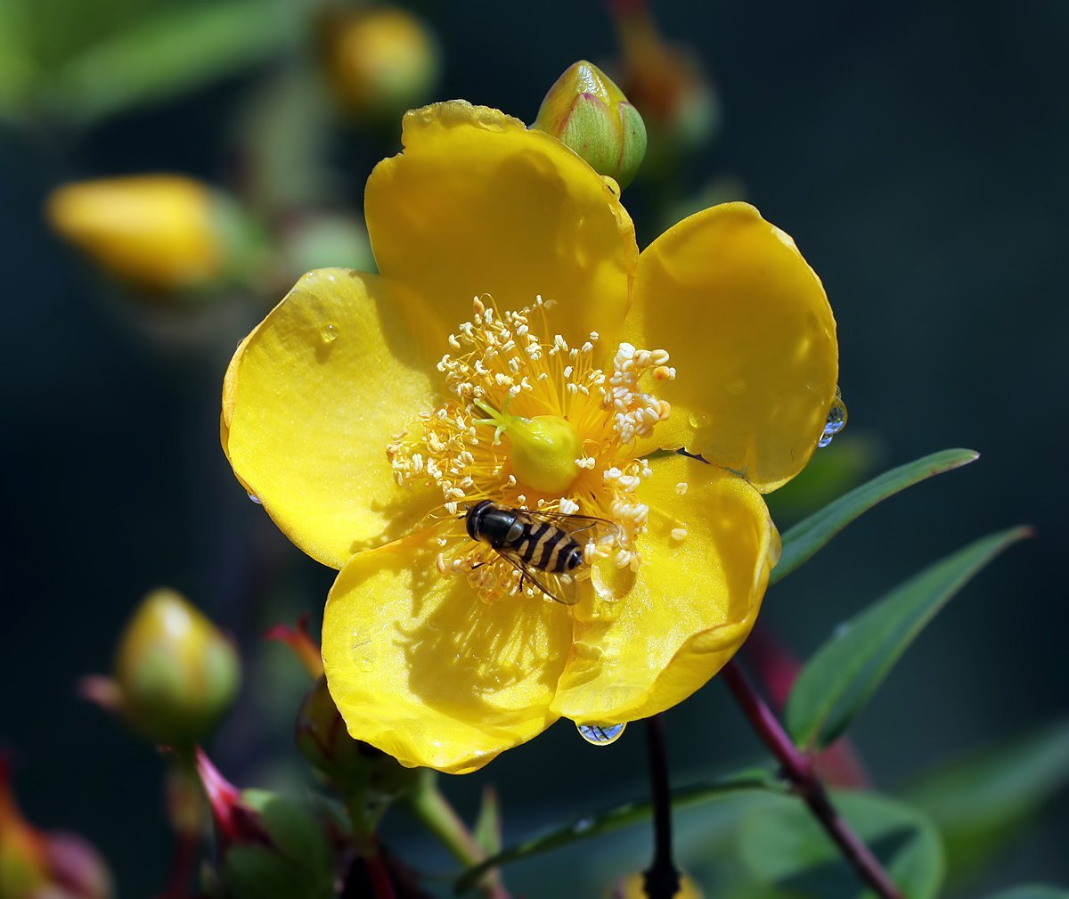 Зверобой Хидкот