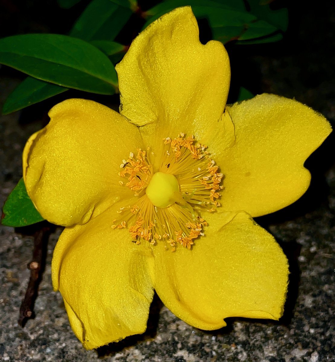 Зверобой Хидкот - фото 8