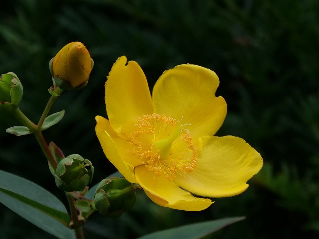 Зверобой Хидкот - фото 6