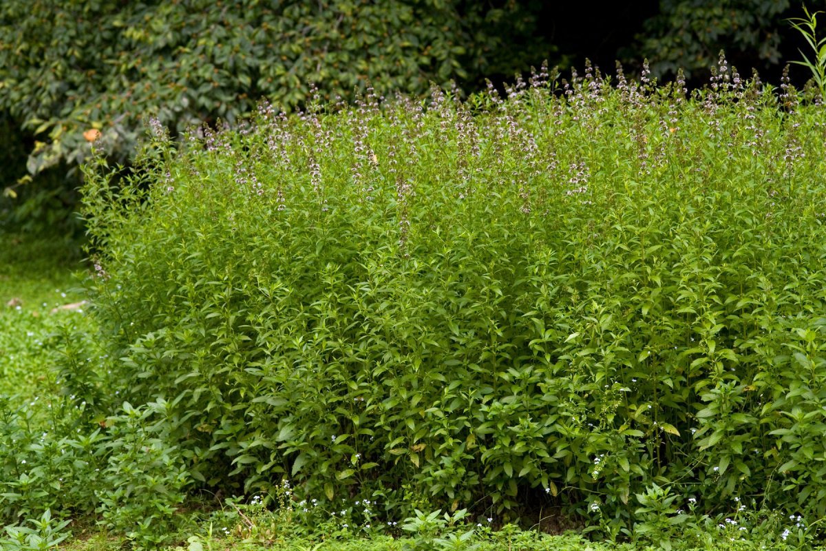 Мята Пиперита - фото 2