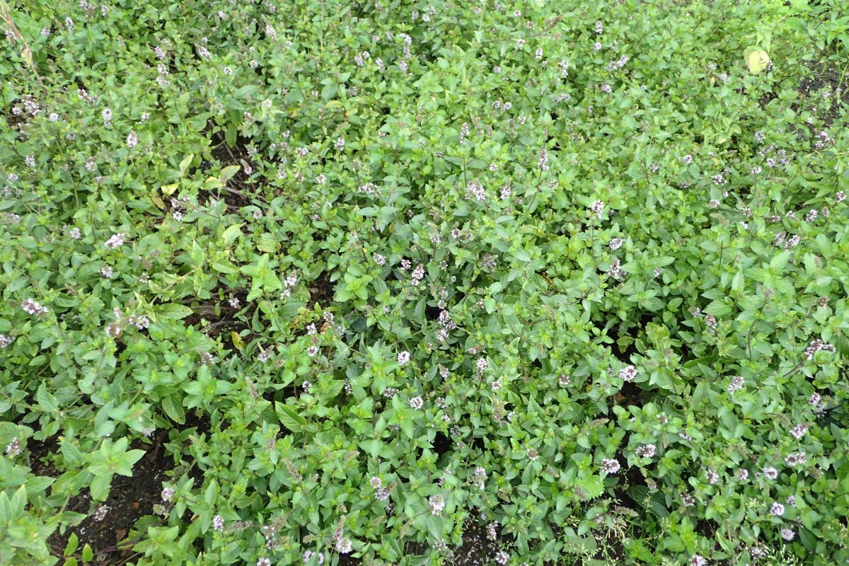 Мята Пиперита - фото 10