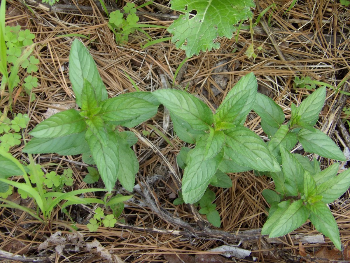 Мята Пиперита - фото 9