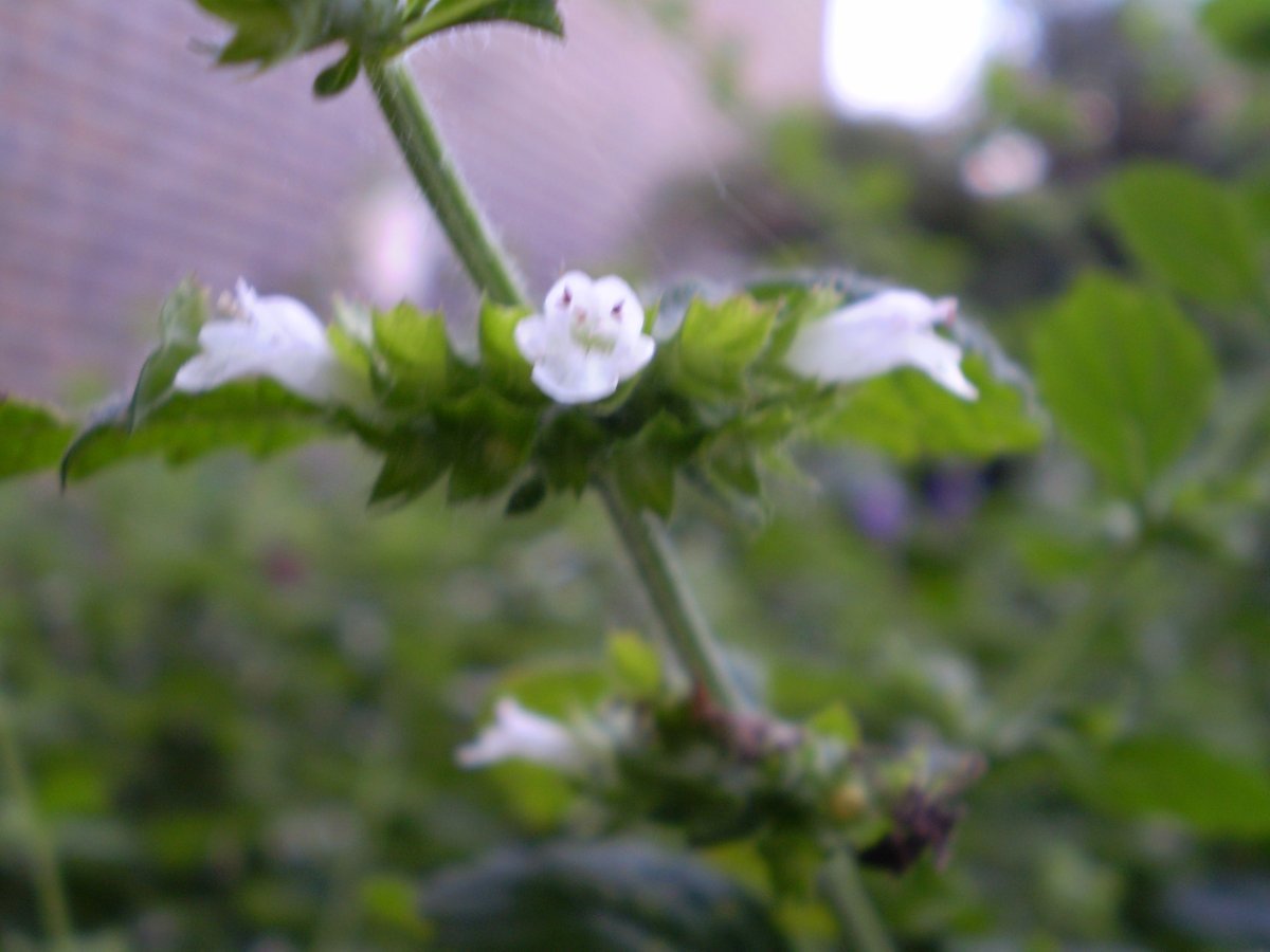 Мята Пиперита - фото 5