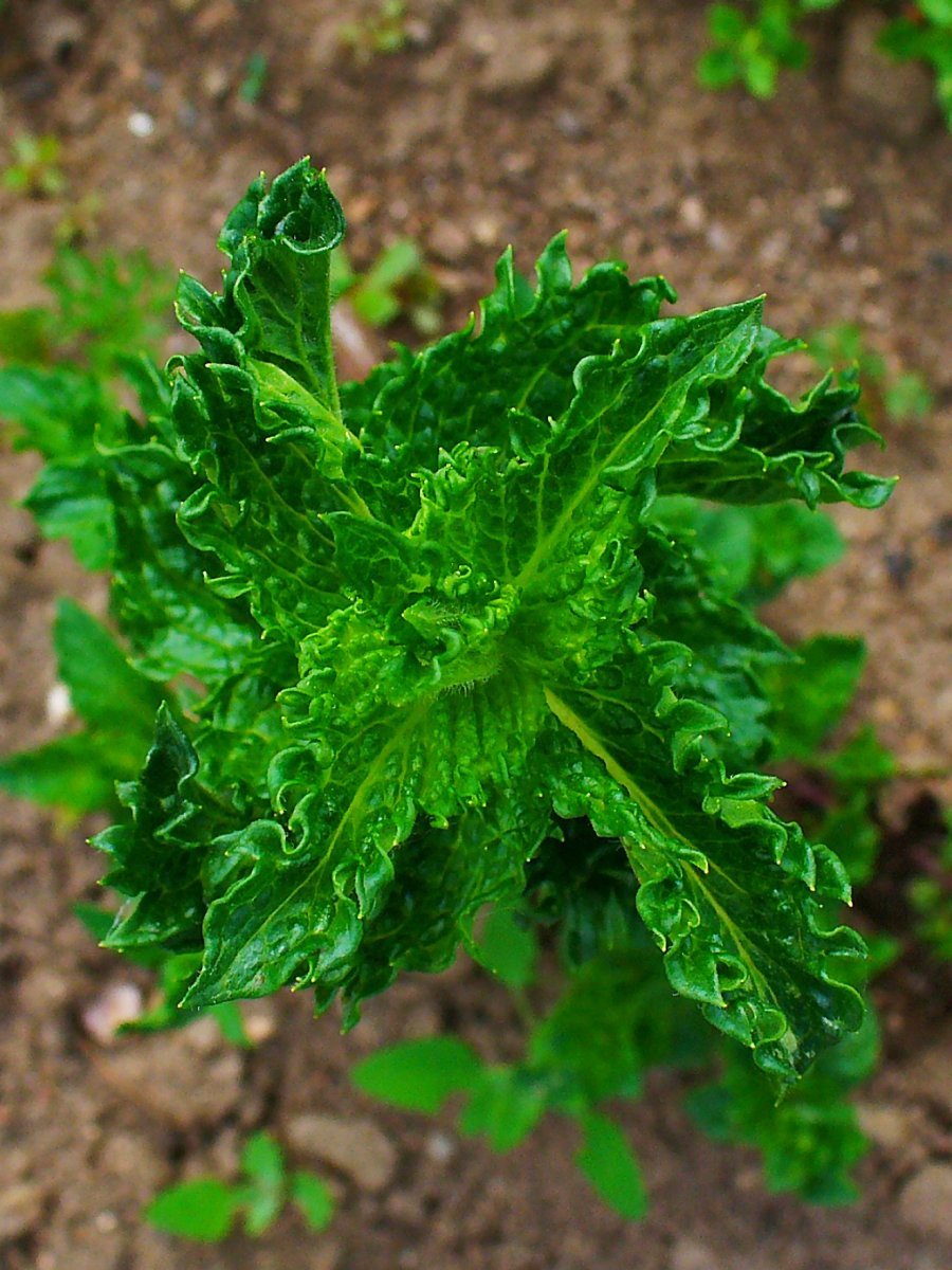 Мята Керли - фото 8