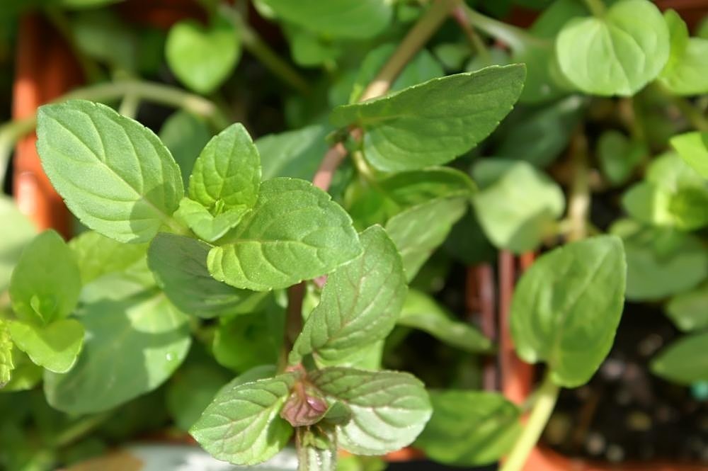 Мята Керли - фото 5