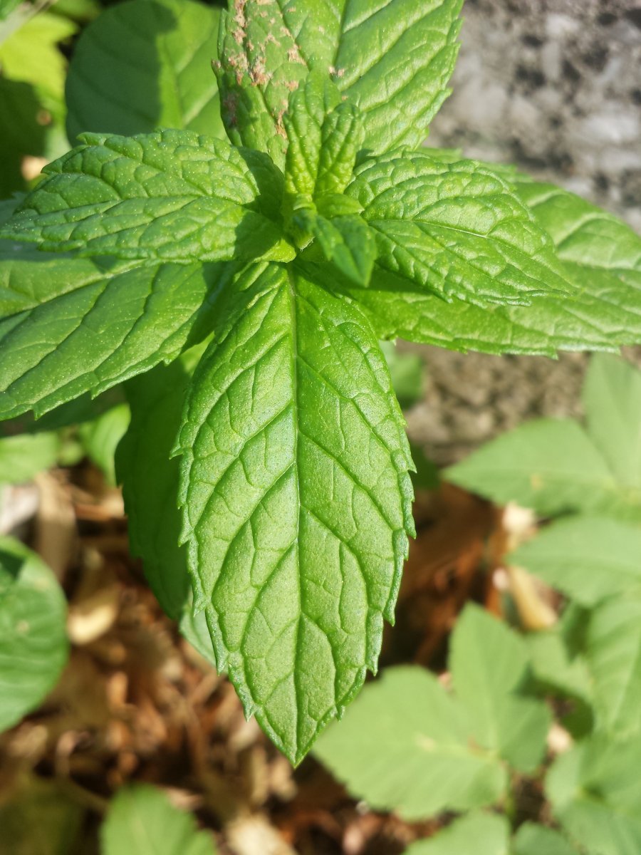 Мята Керли - фото 6