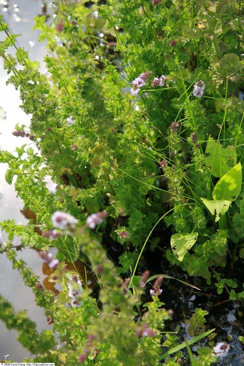 Мята Керли - фото 3