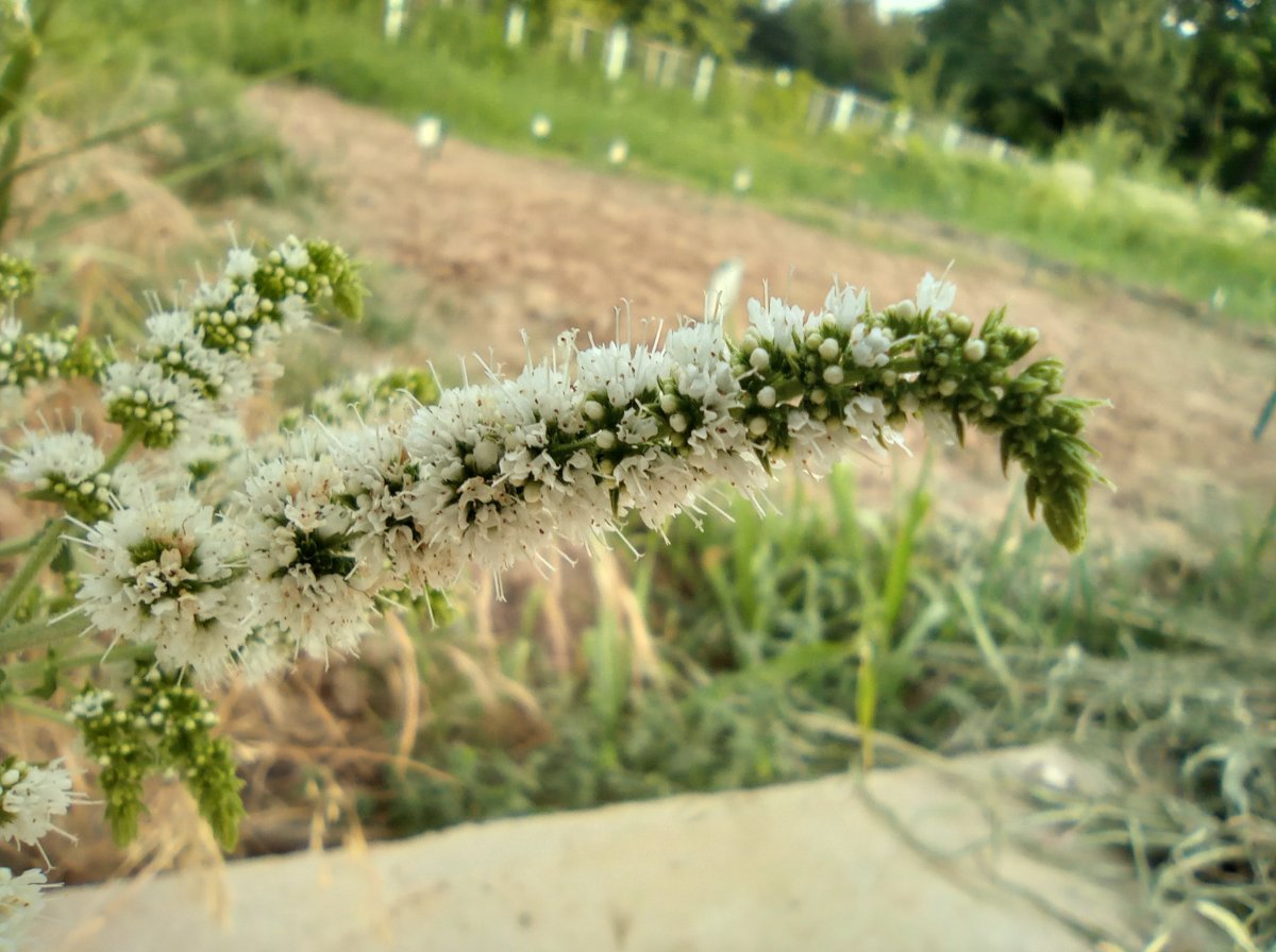 Мята Ташкент - фото 3