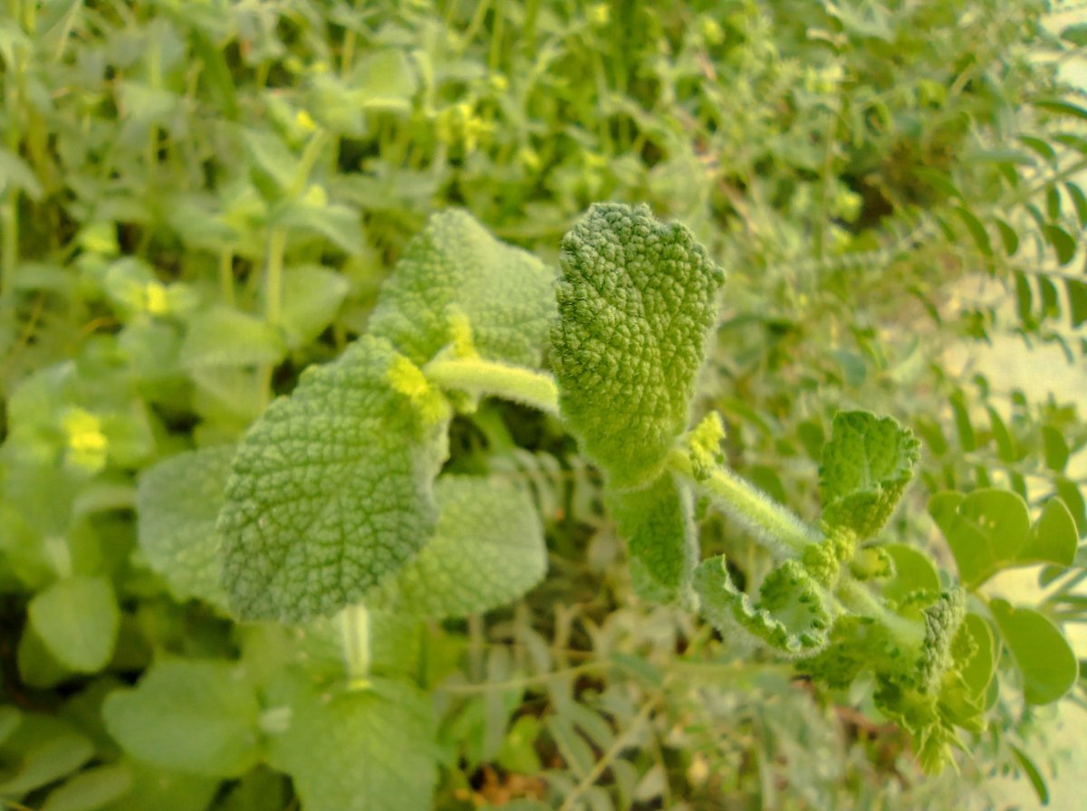 Мята Ташкент