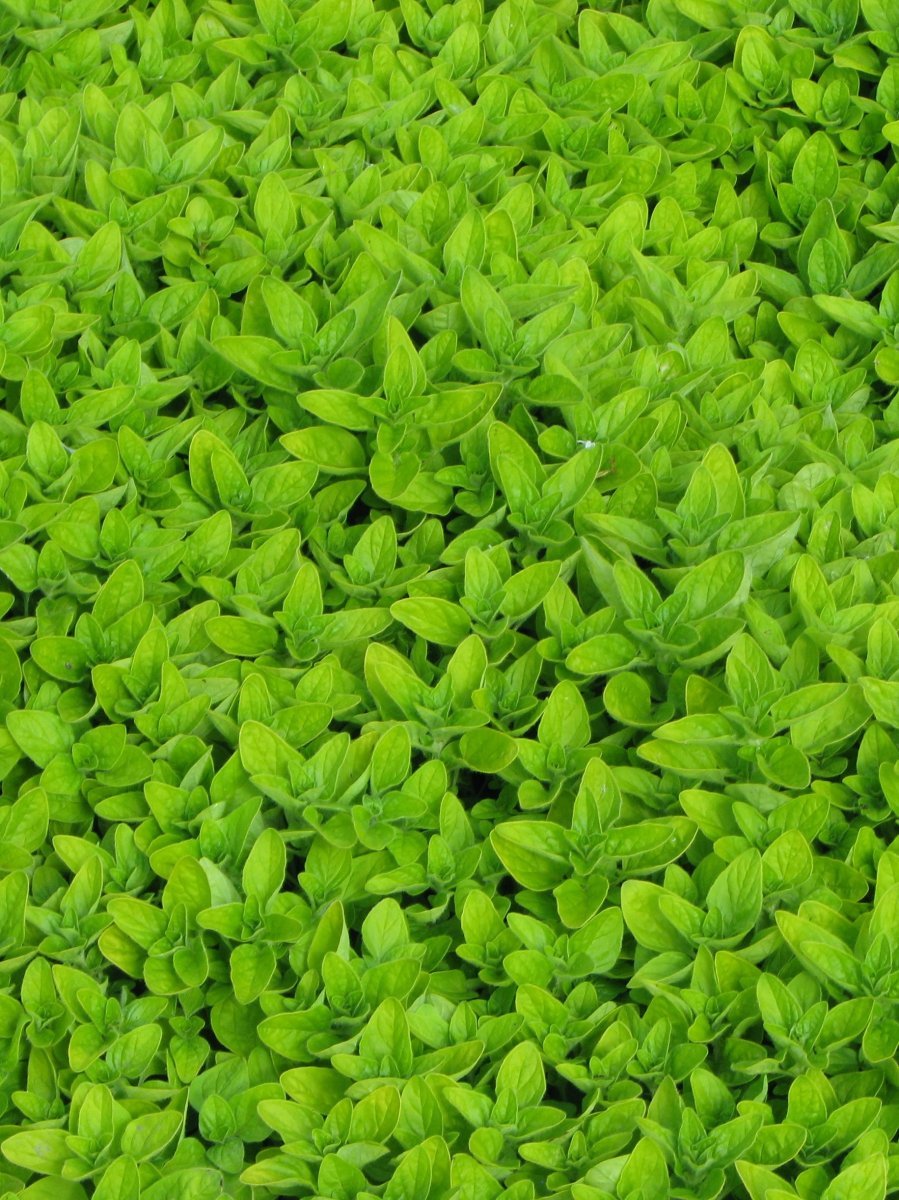 Душица Тамблз Вэраети - фото 2