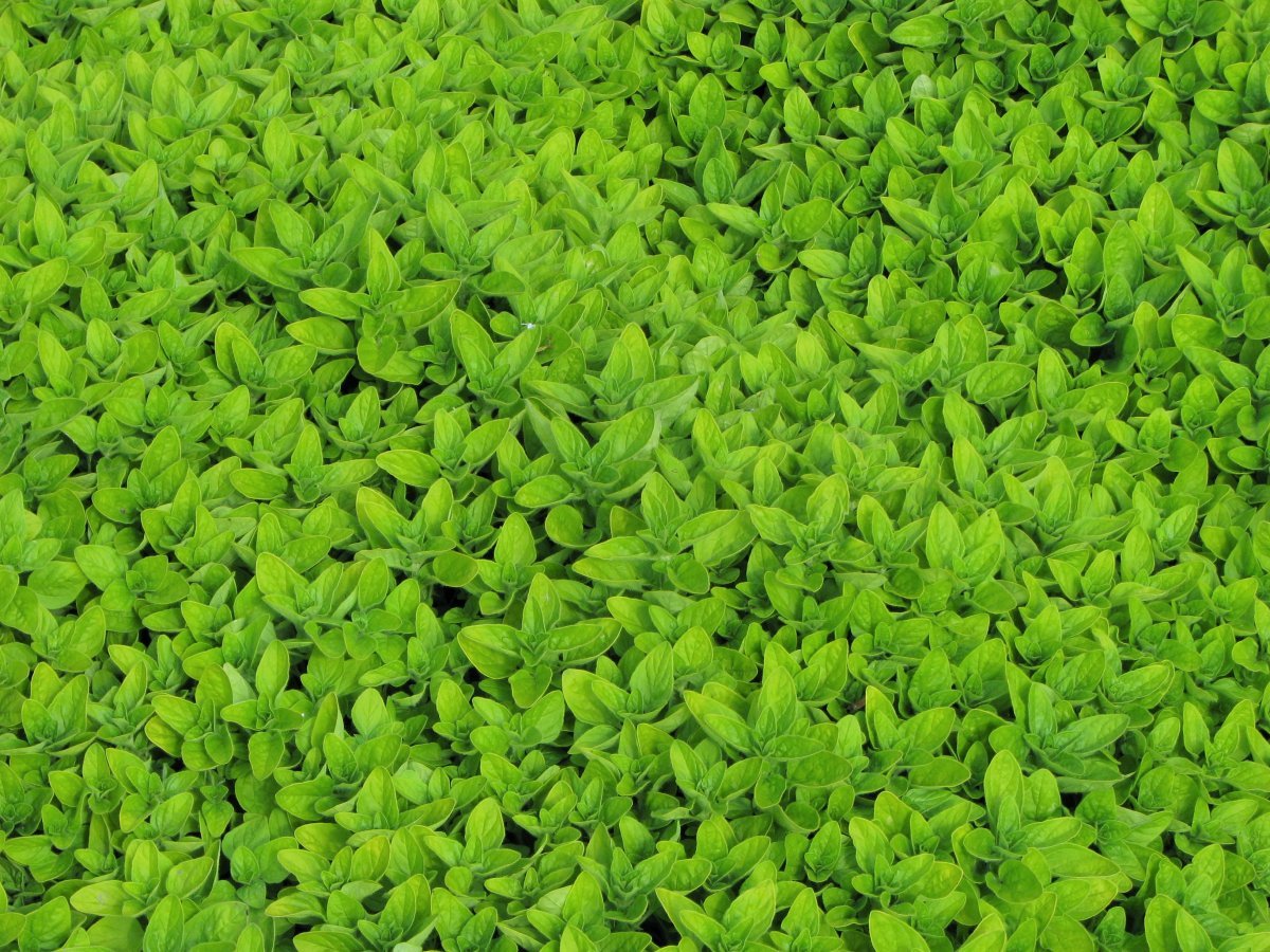 Душица Тамблз Вэраети