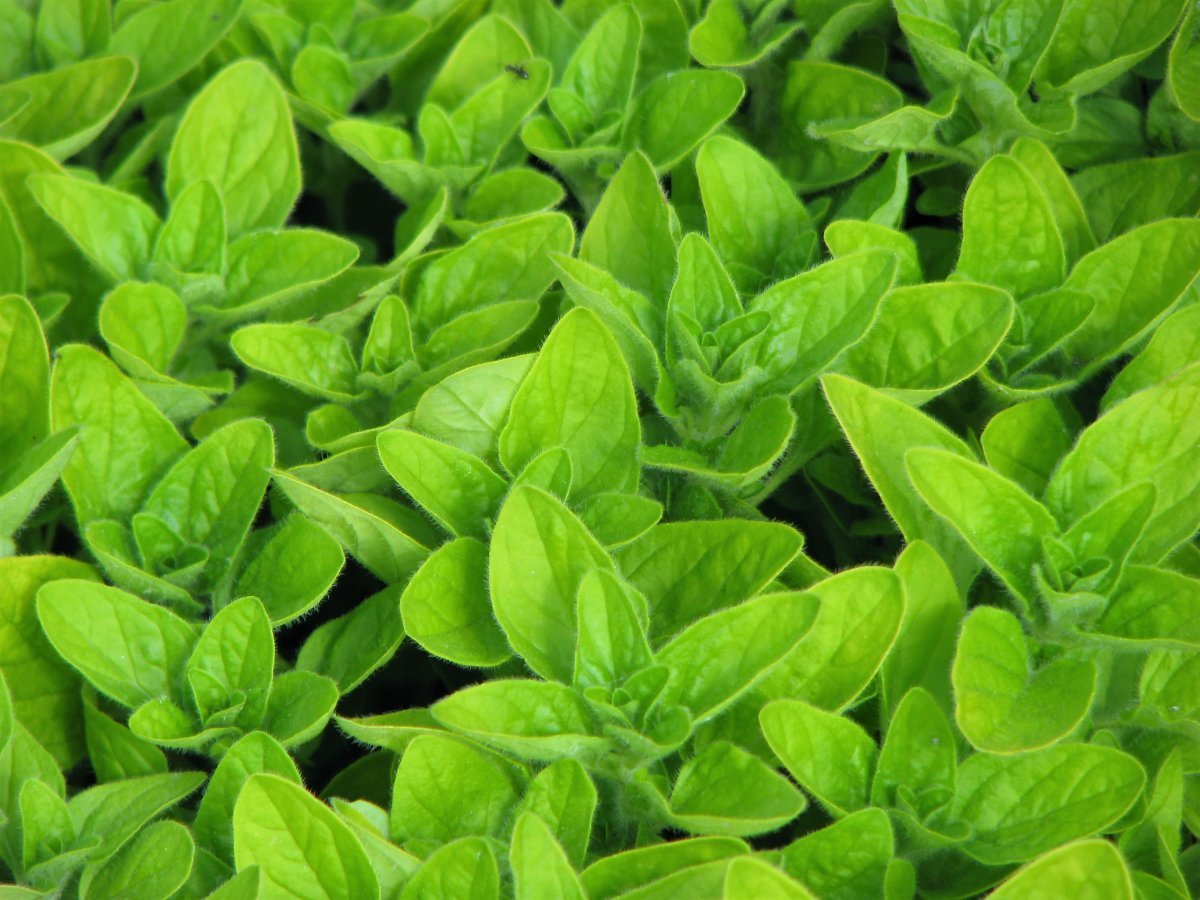 Душица Тамблз Вэраети - фото 3