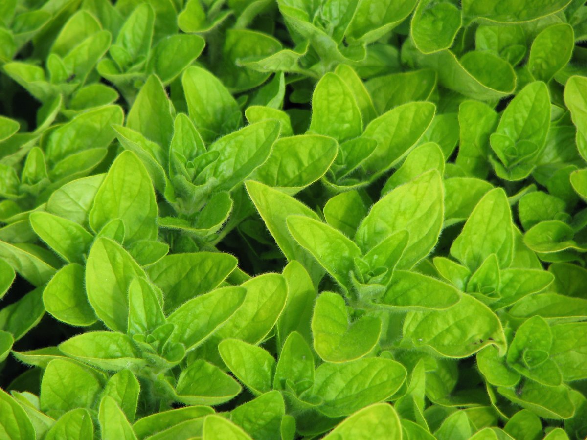 Душица Тамблз Вэраети - фото 4