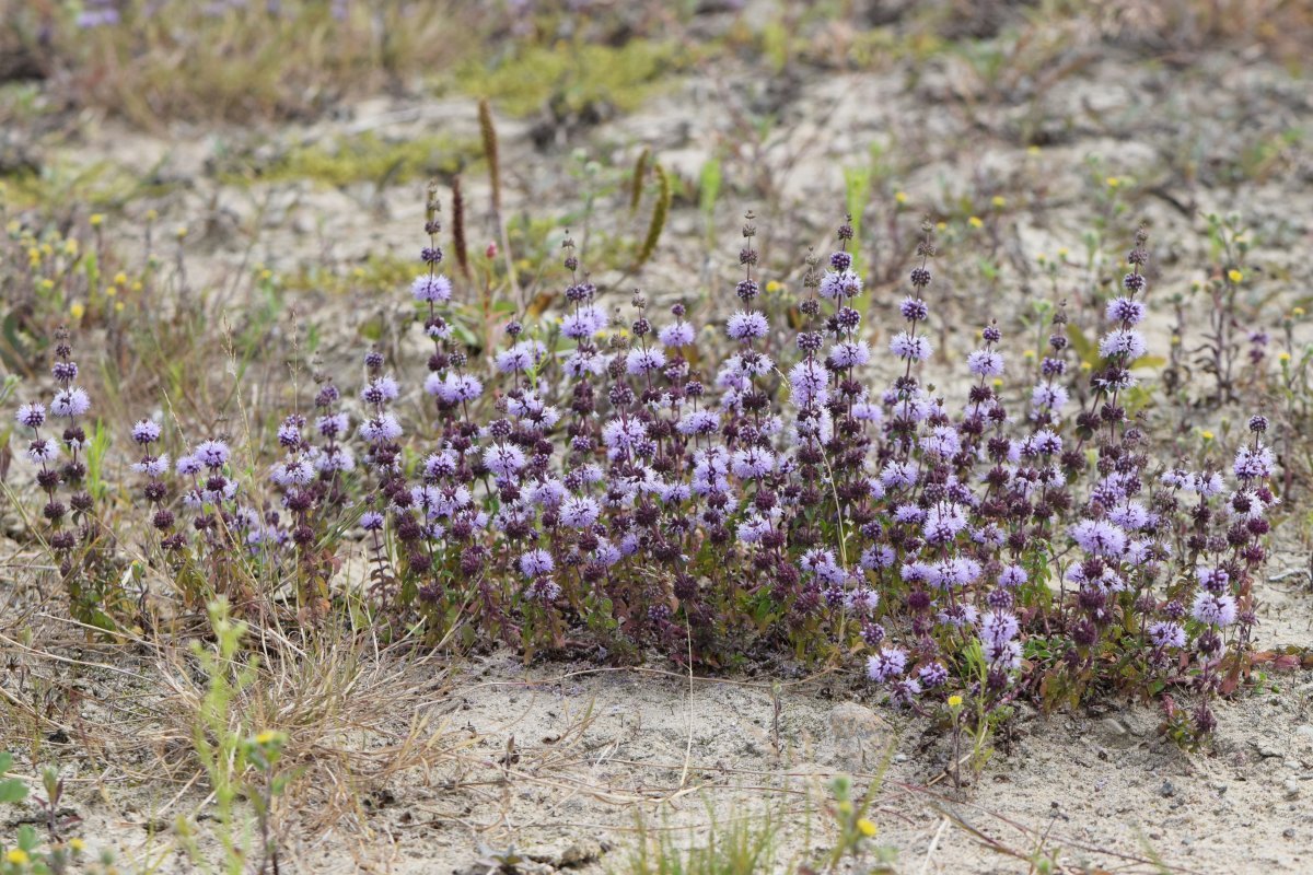 Мята Средиземноморская - фото 10