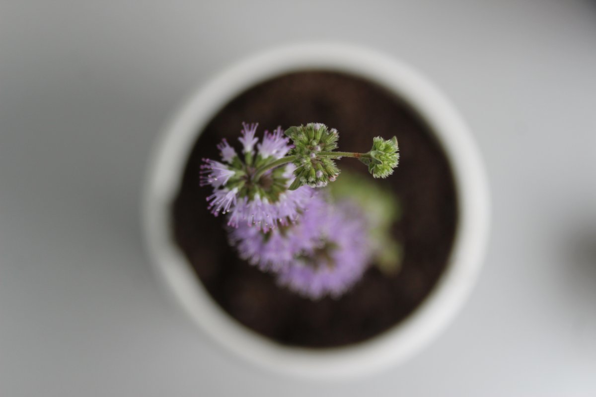 Мята Средиземноморская - фото 4