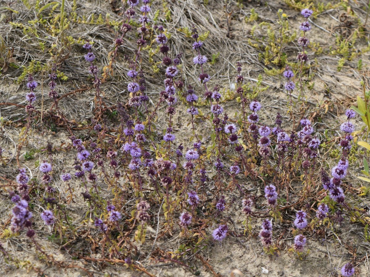 Мята Средиземноморская - фото 7