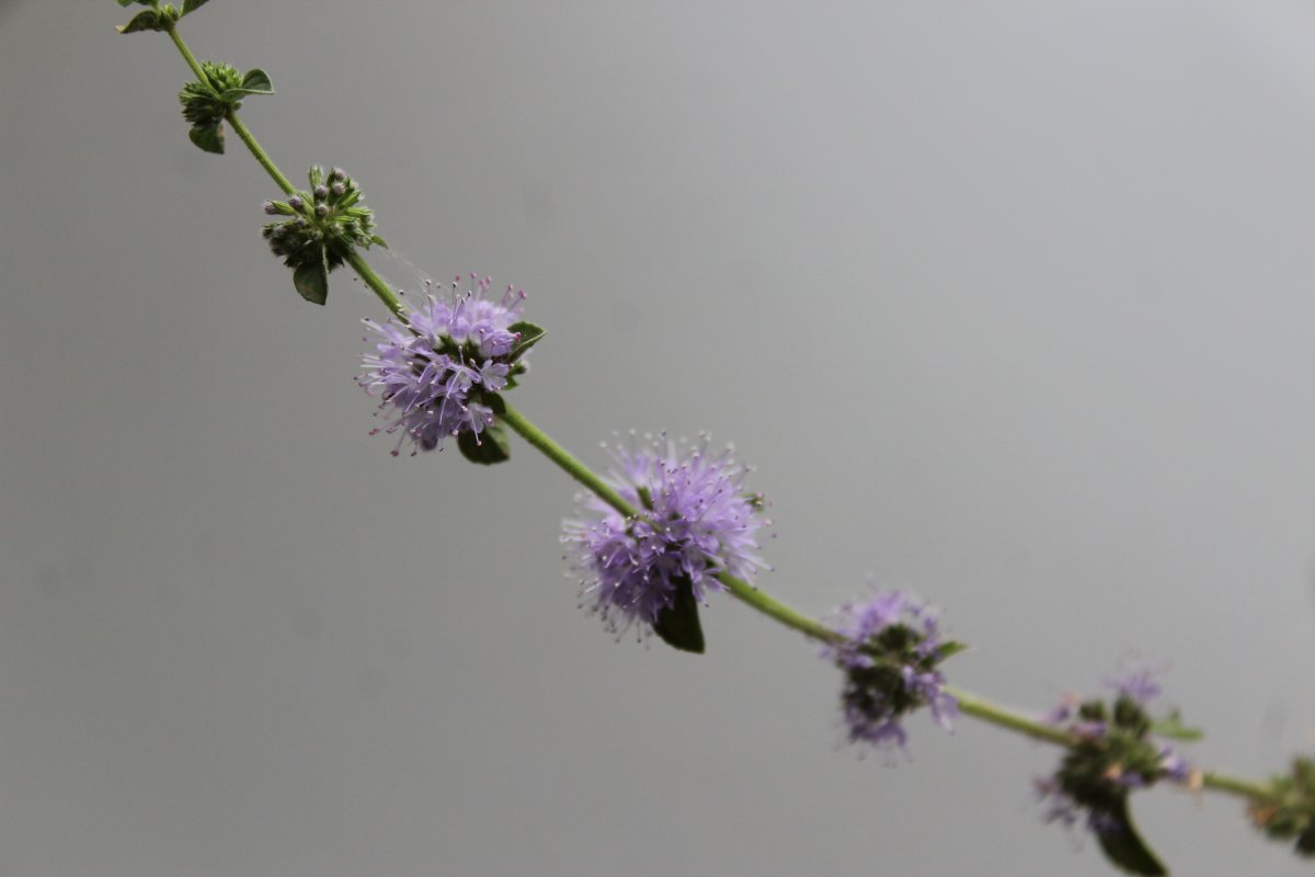 Мята Средиземноморская