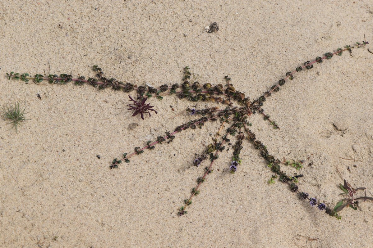 Мята Средиземноморская - фото 8