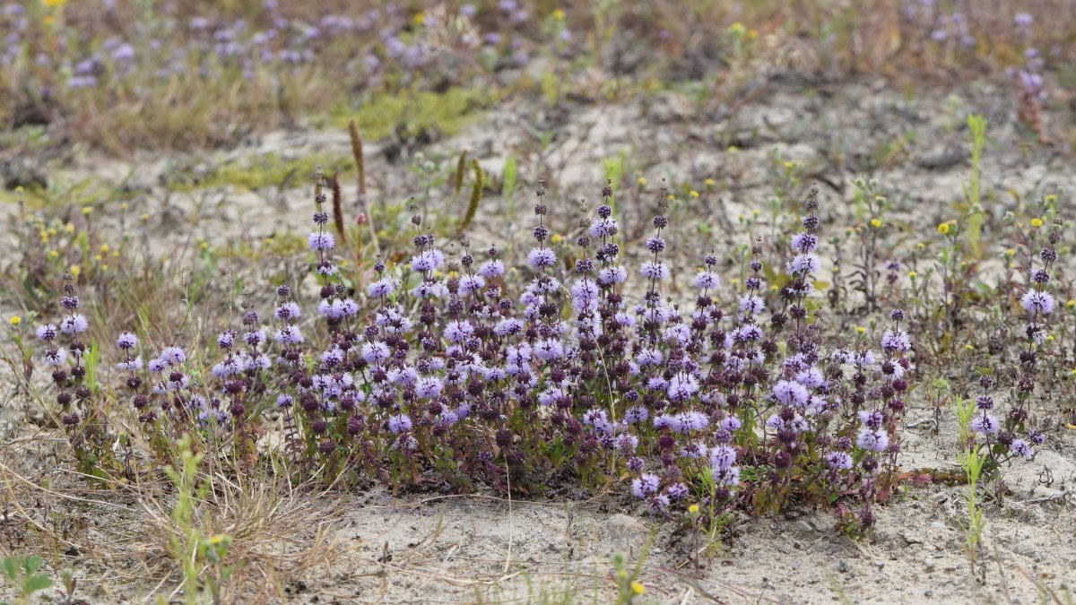 Мята Средиземноморская - фото 9