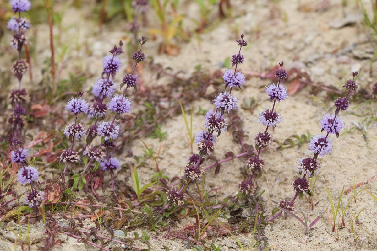 Мята Средиземноморская - фото 6