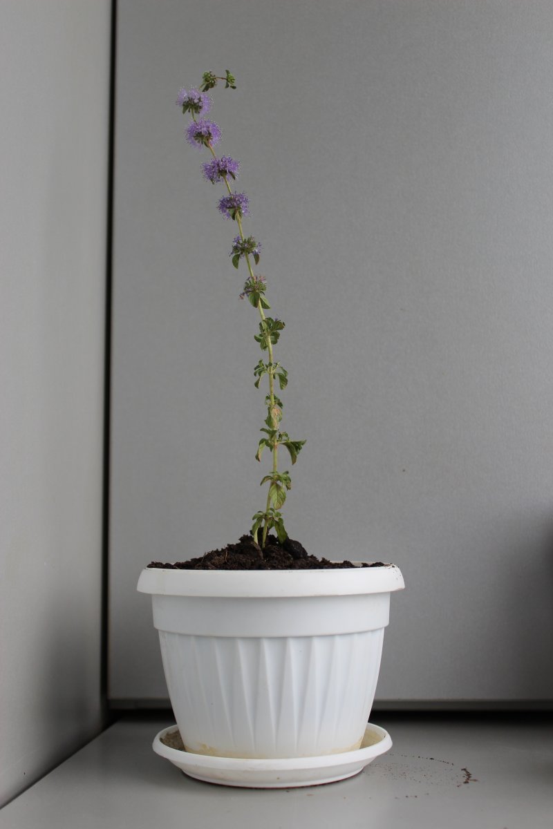 Мята Средиземноморская - фото 2