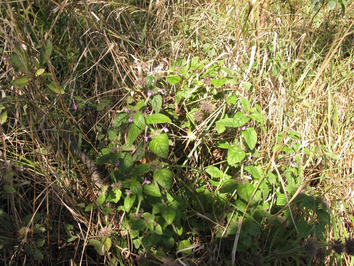 Мята Вилоза - фото 9