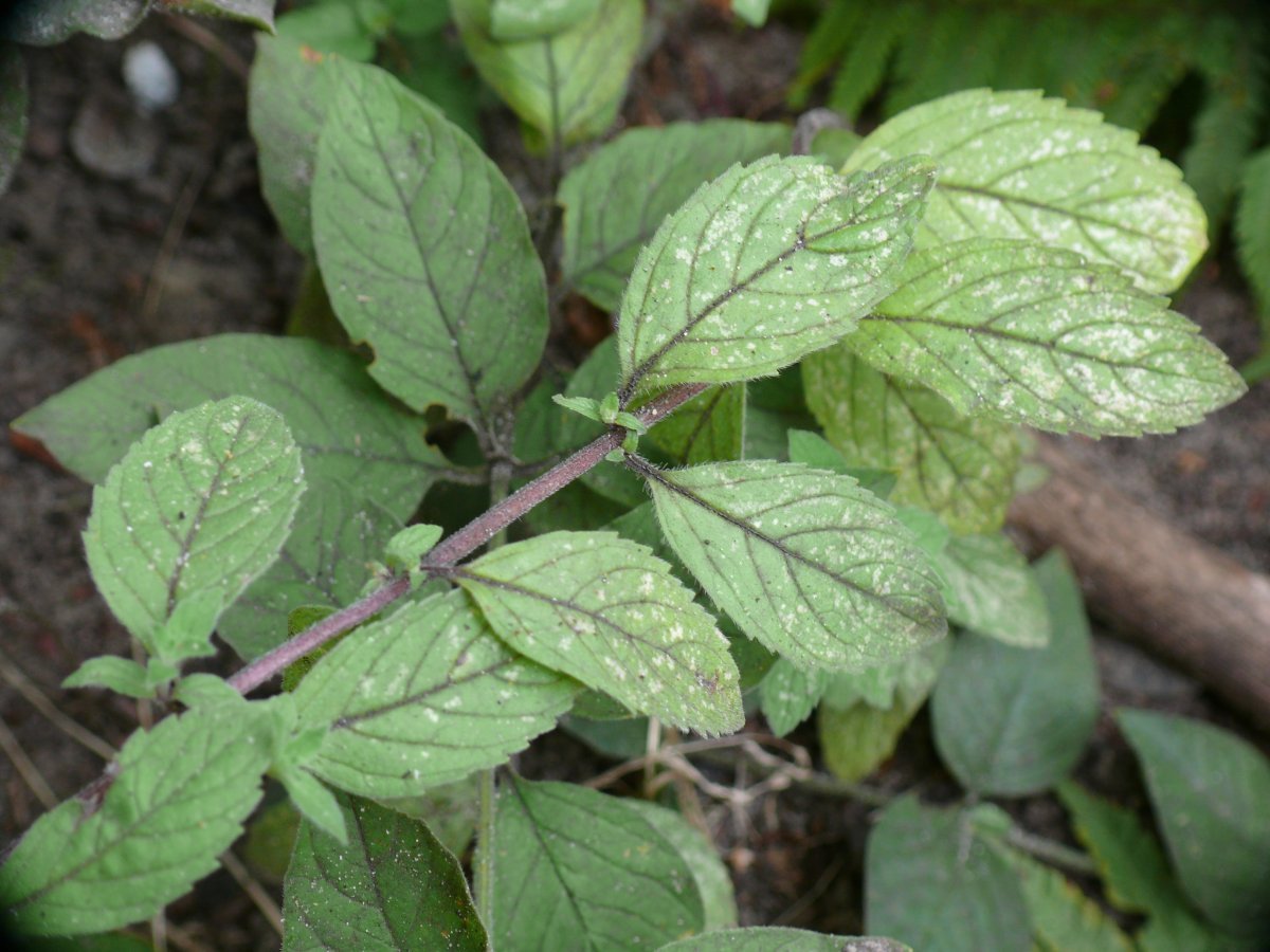 Мята Вилоза - фото 8