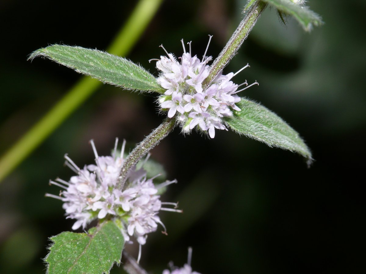 Мята Вилоза - фото 4