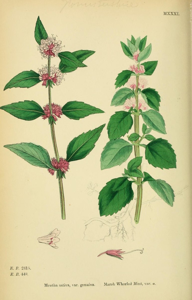 Мята Вилоза