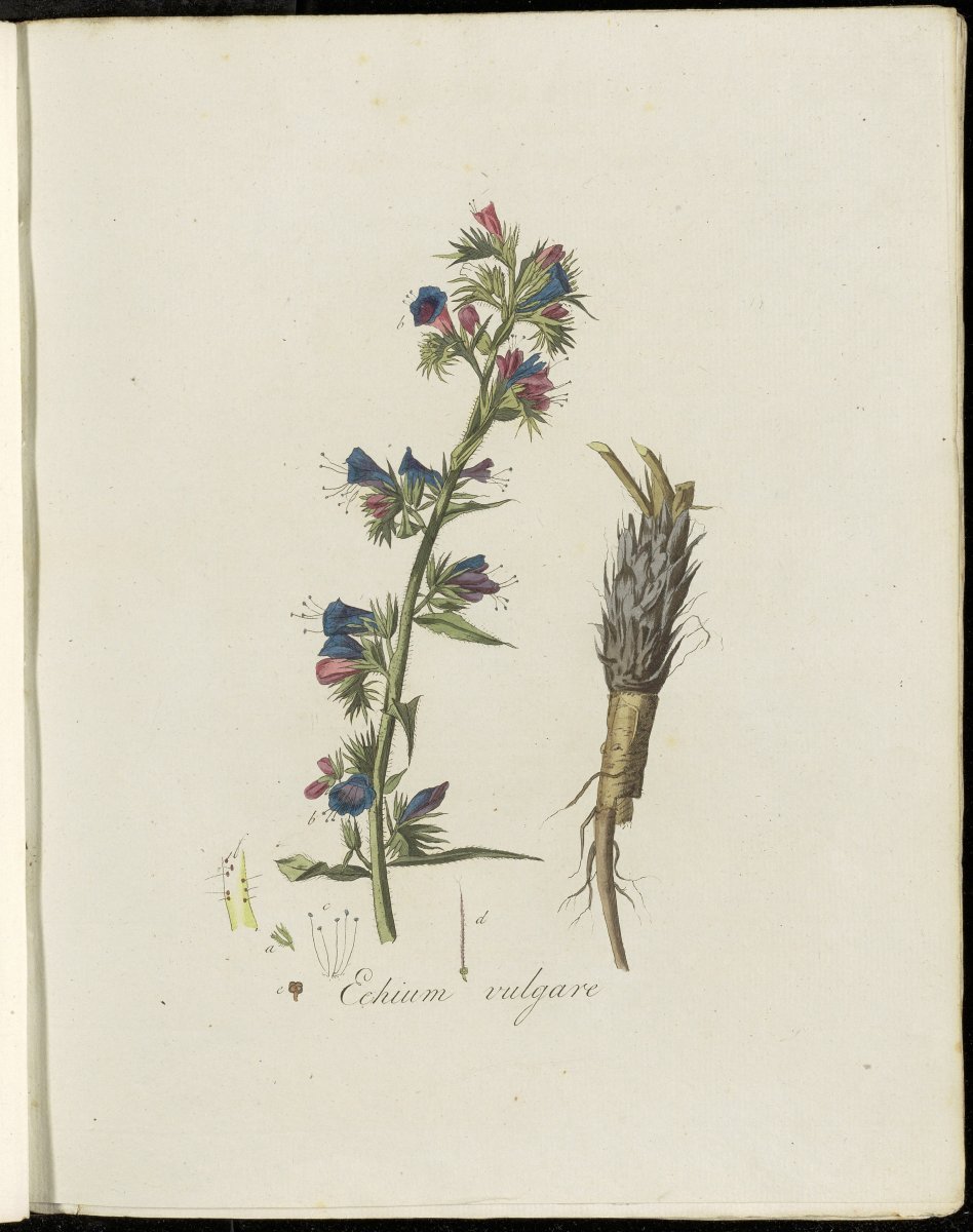 Мята Нигра - фото 3