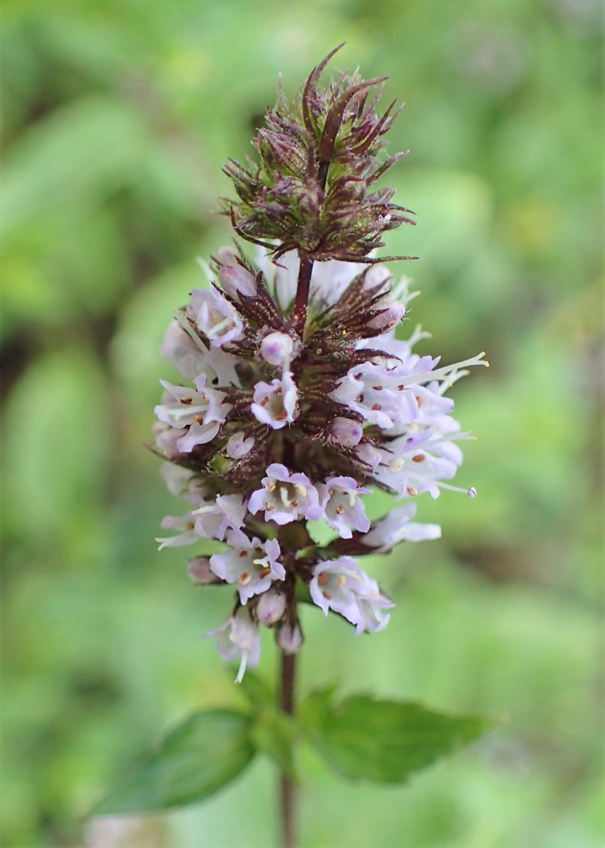 Мята Нигра - фото 6