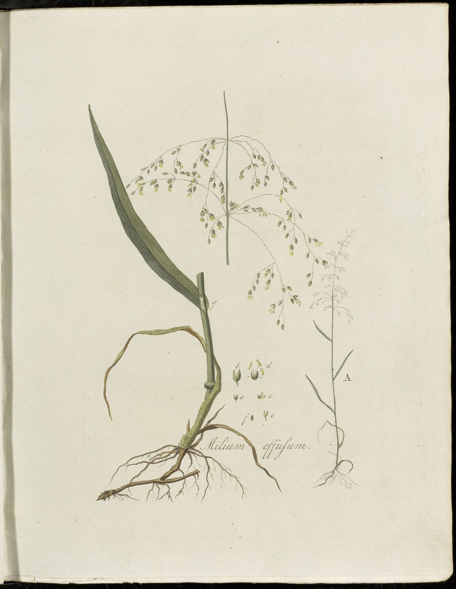 Мята Нигра - фото 9