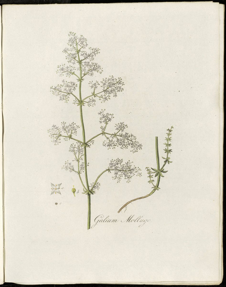 Мята Нигра - фото 4