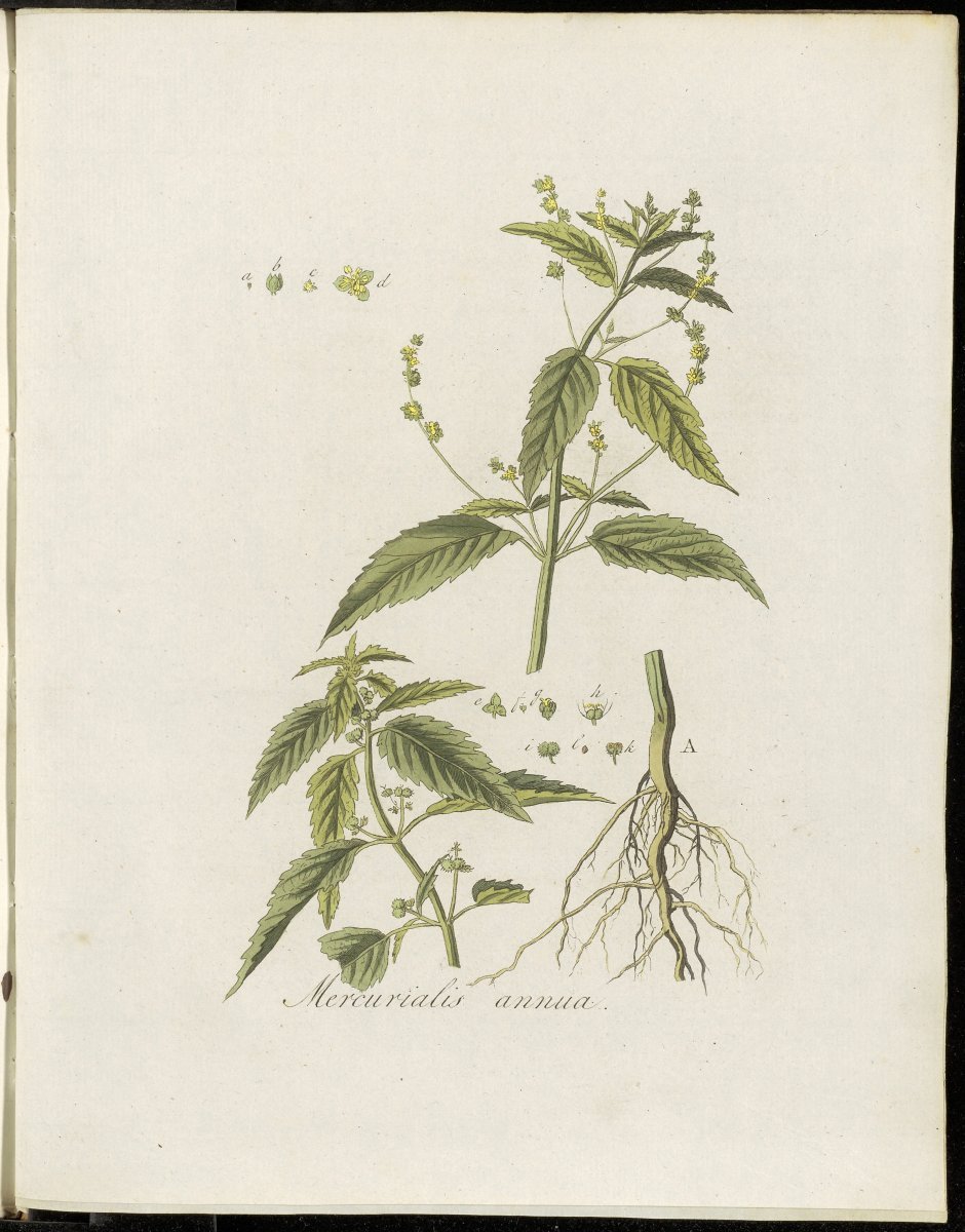 Мята Нигра - фото 8