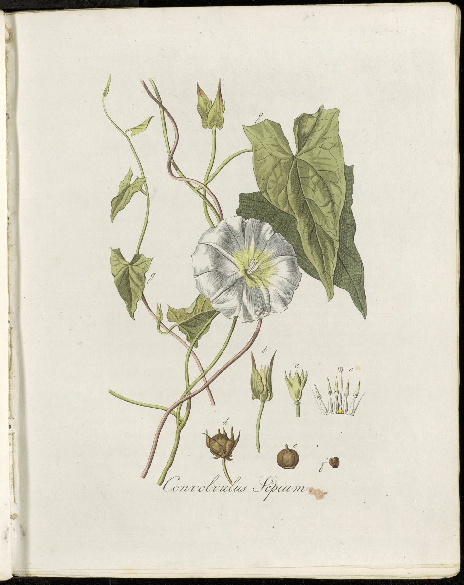 Мята Нигра - фото 2