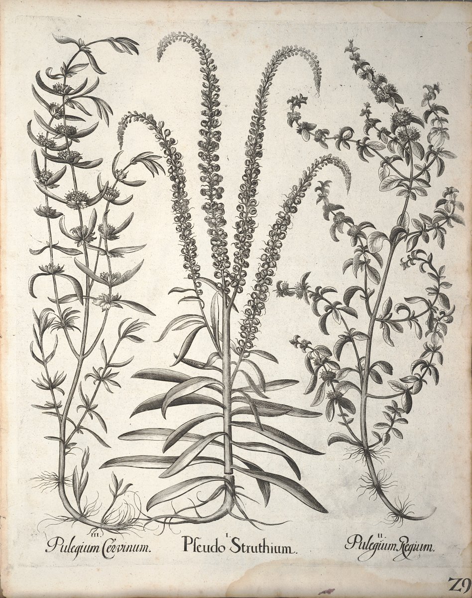 Мята Сервина - фото 2