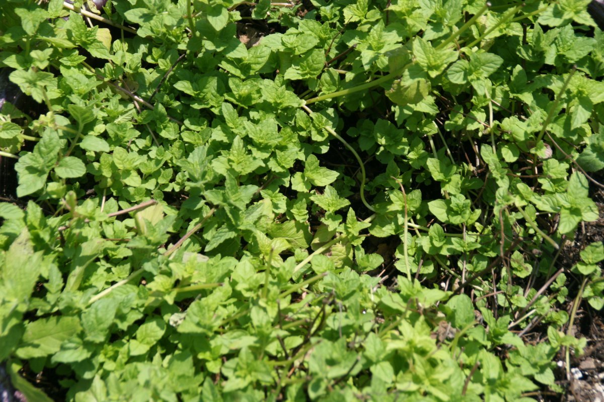 Мята Ажурная - фото 9