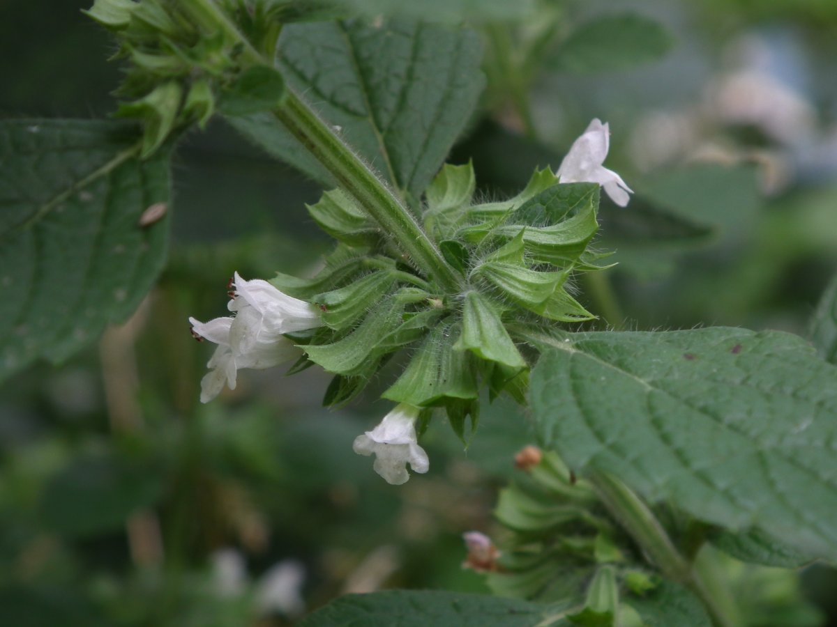 Мелисса Лимонные дольки - фото 4