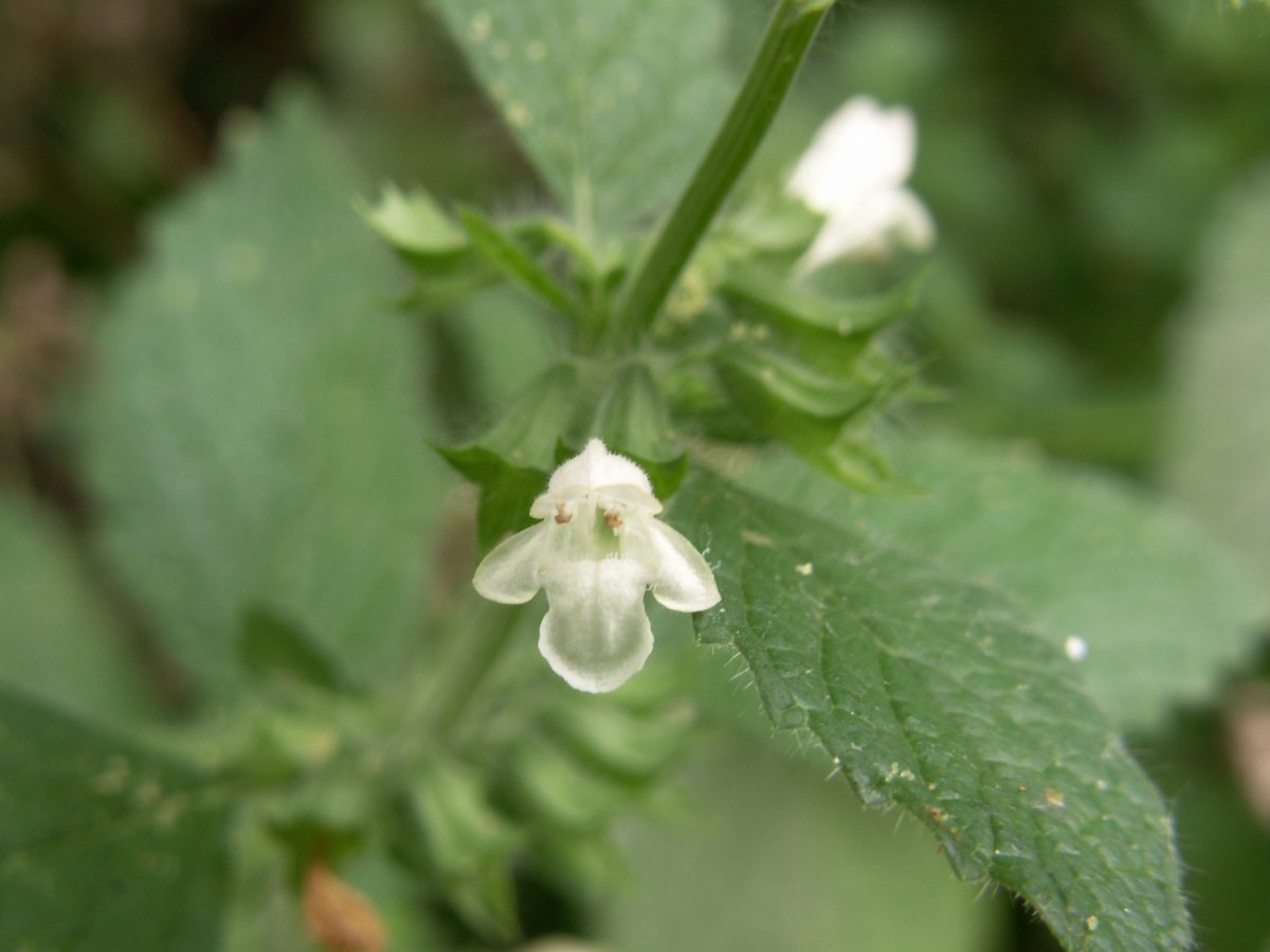 Мелисса Лимонные дольки - фото 9