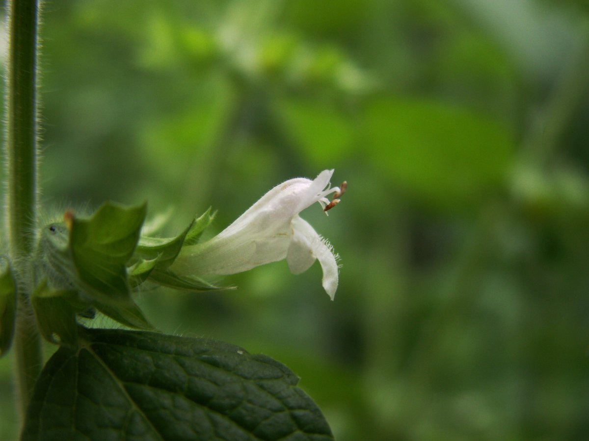 Мелисса Лимонные дольки - фото 7