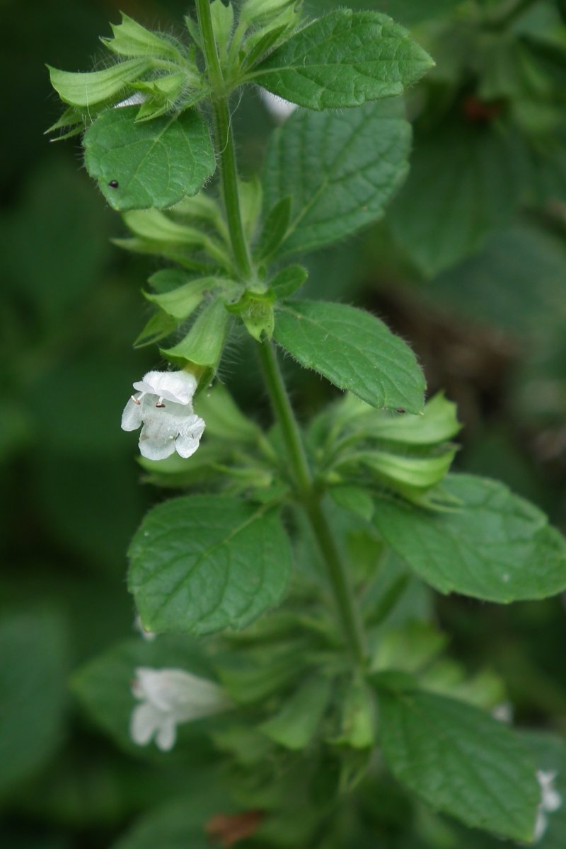 Мелисса Лимонные дольки - фото 5