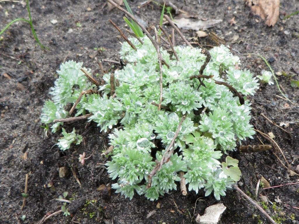 Полынь Шмидта Нана