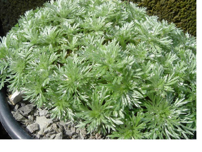 Полынь Шмидта Нана - фото 10